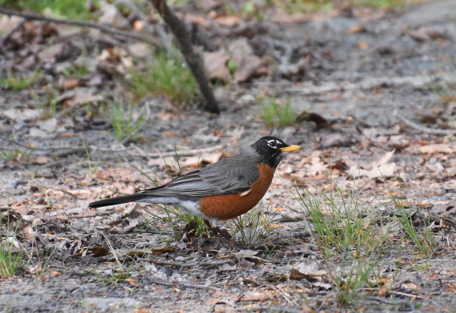 American robins are the largest North American thrushes, typically ranging from 8 to 10 inches long, with wingspans of approximately 12 to 16 inches. They are characterized by bright orange-red breasts topped with grayish-brown backs, gray wings, and dark gray heads. White eye rings and a white patch under the tail are other notable features of this beloved songbird...